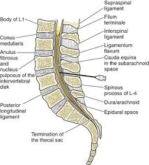 Ask or use assistant to draw patient's legs up to their chest. Spinal Puncture And Cerebrospinal Fluid Examination Veterian Key