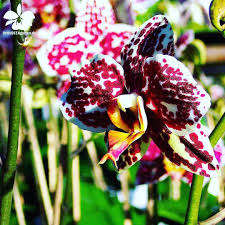 Phalaenopsis Everspring Light Panda Orchideen Orchidee Orchideengarten Orchid Orchids Orchidaceae Dahlenburg Beautiful Orchids Orchids Beautiful Roses