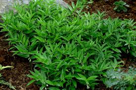 Groundcovers for zone 5 & 6. Perennials Need Recommendation For A Zone 5 6 Perennial Ground Cover 1 By Rcn48