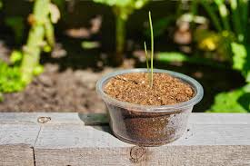 Grow fabulous food and flowers from seeds, then save seeds to make next year's garden even better. 7 Diy Seed Pots From Common Household Items For Starting Seeds Indoors