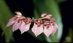 Image result for Bulbophyllum prorepens