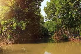 Image result for Rhizophoraceae