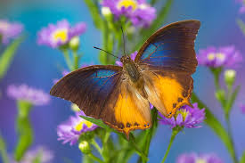 A dictionary of zoology dictionary. Brush Footed Butterfly Charaxes Mars Photograph By Darrell Gulin