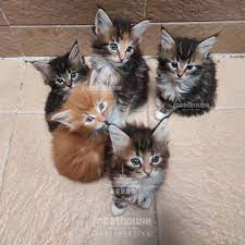 Fccathouse Bandung Open Booking Kitten Mainecoon Male Female Lepas Adopt Kitten Mainecoon Jantan Betina Siap Adopt Bulan April 2021 Silahkan Bisa Booking Lebih Dulu Dari Sekarang Siap