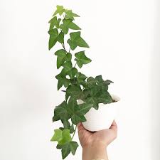 (read my article, how to water ivy plants for all the best watering practices). How To Care For Your English Ivy Plant Omysa