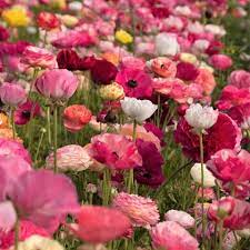 And create a cutting garden we did. How To Grow A Cutting Garden With Ranunculus Easy To Grow Bulbs