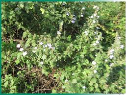 Image result for Barleria megalosiphon