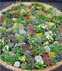 Coupons shop mein schoener garten im februar 2021 » neue angebote und aktionscode. Steingarten Stauden Mix 10 Pflanzen Gunstig Online Kaufen Mein Schoner Garten Shop