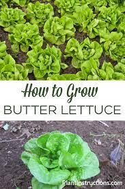 How To Grow Butter Lettuce Growing Lettuce Organic Vegetable Garden Growing Vegetables