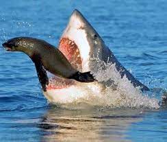 A great white shark shows signs of distress in shallow waters off the coast of western australia.cadmonkey via youtube. Great White Is About To Eat A Sea Lion Perfecttiming