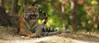 Dubbo zoo tickets, dubbo zoo opening hours and dubbo entry fee are all displayed on the website as zoo attractions vary from season to season. Virtual Zoos Taronga Zoo Sydney And Taronga Western Plains Zoo Dubbo Go Online North Shore Mums
