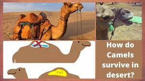 Water and food are extremely scarce. How Do Camels Survive In Desert Where Do Camels Store Their Water Online Learning For Kids Youtube