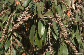Image result for Croton gratissimus