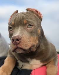 Voir plus d'idées sur le thème chien pitbull, chien, animaux. American Bully For Sale In The City Of Moskva Russian Federation Price 865 Announcement 4196