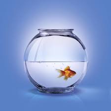 Can Goldfish Live In A Bowl Without A Filter Cuteness Goldfish Bowl Goldfish Bowl Image