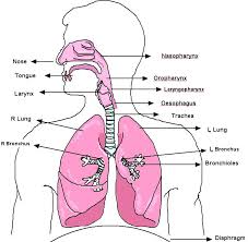 Rongga yang terdiri dari tisu lembap dan rerambut halus. Anatomi Fisiologi Sistem Pernafasan Respiratory System By Hasty Widyastari Pdf Download Gratis
