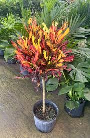 Image result for Croton
