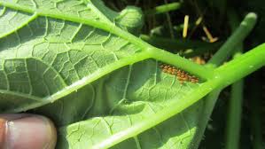 Check spelling or type a new query. Squash Bugs Are Invading Gardens Plus A Bonus Tip For Your Squash