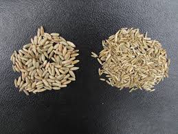 A wide variety of ryegrass seed options are available to you perennial ryegrass is an important pasture and forage plant, and is used in many pasture seed mixes. Italian And Annual Ryegrasses In Northern Cropping Systems Agronomator