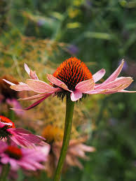 Image result for Echinacea purpurea `Magnus`