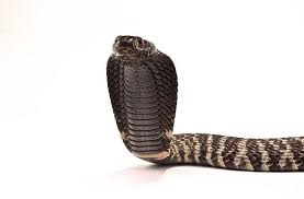 Zebra cobras originate from africa, according to the african snake bite institute. 1 0 Zebra Spitting Cobra Awesome Species Snakes