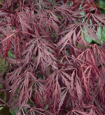 Enjoy 3 seasons of regal red and purple foliage. Acer Palmatum Dissectum Tamukeyama Japanese Maple From Historyland Nursery
