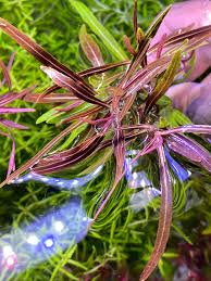 Image result for Hygrophila uliginosa