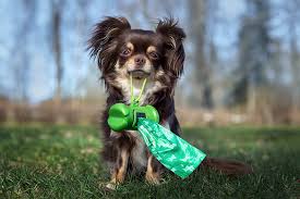 Ibd Inflammatory Bowel Disease In Dogs Prognosis Greensboro Vet Guilford Jamestown Veterinary Hospital