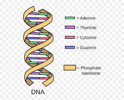 It keeps track of application data, performs validations on data and provides a mechanism to persist the data either locally on localstorage or remotely on a server using a web service. Simple Dna Structure Png Download Simple Dna Diagram Transparent Png 542x614 Png Dlf Pt