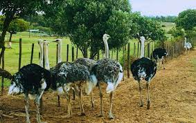 Gilroy ostrich farm is temporarily closed monday & tuesday due to gilroy fire. Jelita Ostrich Farm Travel Guidebook Must Visit Attractions In Seremban Jelita Ostrich Farm Nearby Recommendation Trip Com