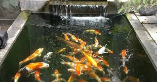 Ikan koi, ikan cantik warna warni yang konon berasal dari jepang ini memang sungguh memikat hati, bahkan untuk orang yang tidak hobi sama ikan pun bakalan terpikat sama. Cara Membuat Filter Kolam Ikan Koi Buatan Sendiri Mag Fish