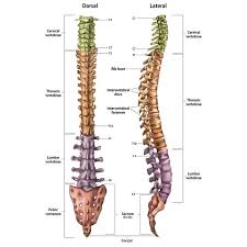Pakiet nerwów przyczepia się do pnia mózgu kości potylicznej w pobliżu podstawy czaszki. Kregoslup Budowa Funkcje Biomechanika I Choroby Poradnikzdrowie Pl