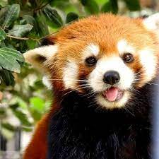 Check Out Most Heart Melting Animal Cute Red Panda Raise Their Claws To Surrender Red Panda Cute Red Panda Baby Cute Baby Animals