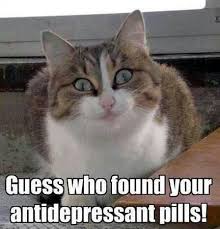 I Have No Words For This Funny Cats Animal Jokes Funny Animals