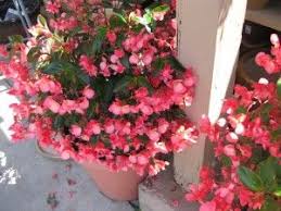 Bear S Breeches Dragon S Wings Flower Pots Begonia Dragon Dragon Wings