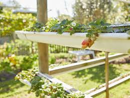 Erdbeeren (fragaria) zählen zur familie der rosengewächse (rosaceae) und gehören damit zur selben erdbeeren sind mehrjährige pflanzen, die aufgrund ihrer lebensweise zu den stauden gezählt werden. A Sqelnzkhvrsm