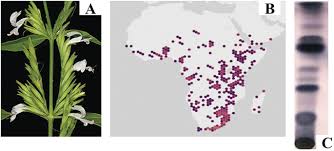 Image result for Hypoestes forskaolii