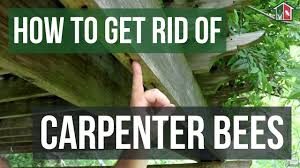 Learn when and how to control carpenter bees effectively. How To Get Rid Of Carpenter Bees Solutions Pest Lawn