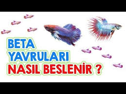 yeni dogmus beta baligi yavrulari nasil beslenir youtube beta baligi beta artemia
