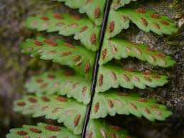 Image result for Asplenium normale