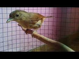 Www.ciri ciri burung u flamdboyan jantan. Burung Flamboyan Ngekek Rapat Panjang Masteran Terbaik Youtube