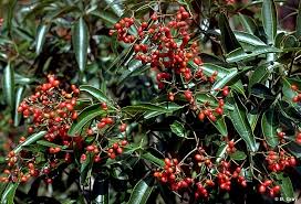 Image result for Erythrococca