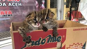 Sebab tingginya harga kucing hutan adalah terdapat beberapa jenis kucing hutan yang bisa dijadikan peliharaan seperti blacan, kucing hutan caracal dan lainnya. Jual Kucing Hutan Pria Di Aceh Ditangkap