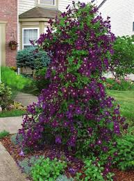 Shop sooner and experience the difference highest quality, largest inventory, no bare root, knowledgeable friendly service, fast delivery. What I Ve Learned This Year Clematis Jackmanii Clematis Light Post Landscaping