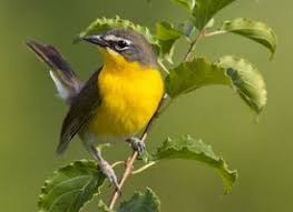 Yellow Birds Of Southern Arizona Yellow Breasted Chat Bird Life List Arizona Birds Beautiful Birds