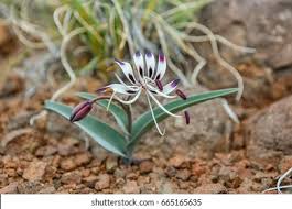 Image result for Ornithoglossum