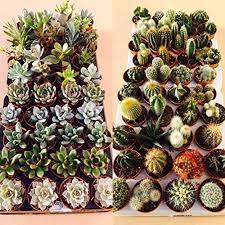 My intention here is not to overcharge, but rather get reasonable mammillaria hahniana the old lady cactus is a good starter for a budding cactus collection. Sale Price 6 Mixed Plants 3 Succulents 3 Cactus Plants In 5 5cm Pots Buy Online In Trinidad And Tobago At Trinidad Desertcart Com Productid 63504518