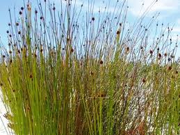 Image result for Ficinia