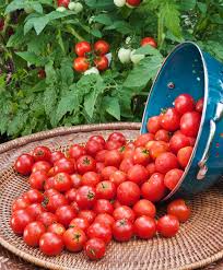 An excellent heirloom cherry tomato delivering large crops of very sweet, juicy red large cherry tomatoes of sweet flavour. Husky Red Cherry Tomato