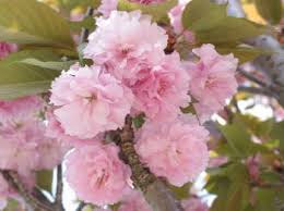 Search for text in self post contents. è¯è¾°è± ä¸ 180p å¾çç´ æäº¤æµ æç¼è®ºå å­¦psä¸æç¼è®¾è®¡è®ºåmissyuan Com